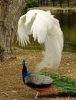 Peafowls.png