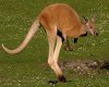 red_kangaroo.jpg