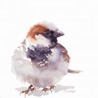 Tiny Sparrow