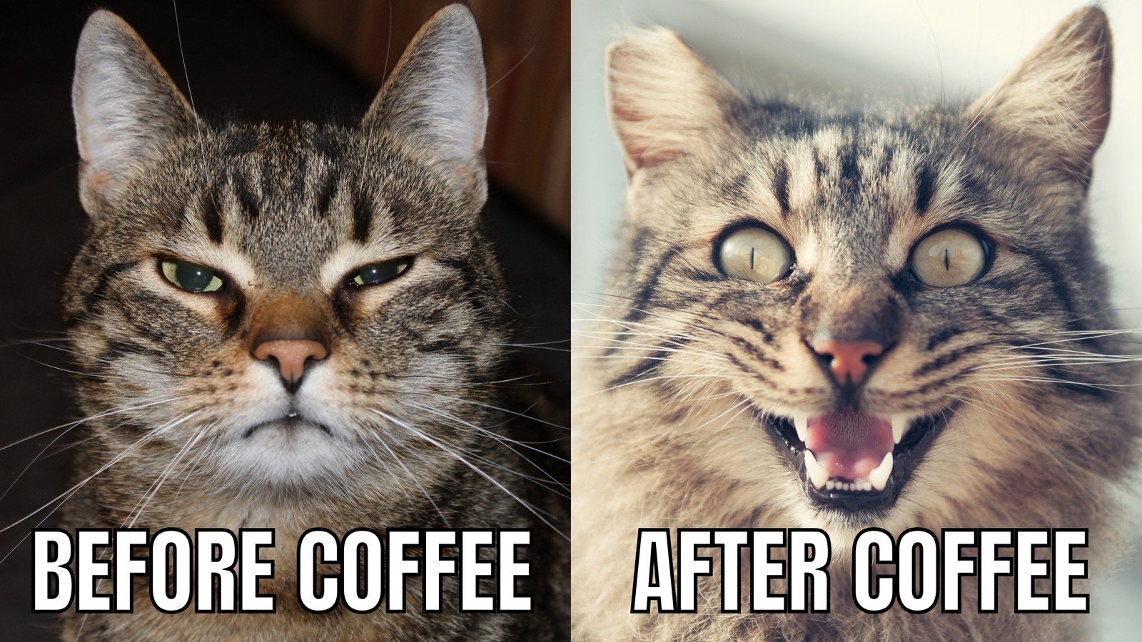 canva-cat-before-coffee-after-coffee-two-photos-and-text-meme-QZiqeDqC-q4.jpg