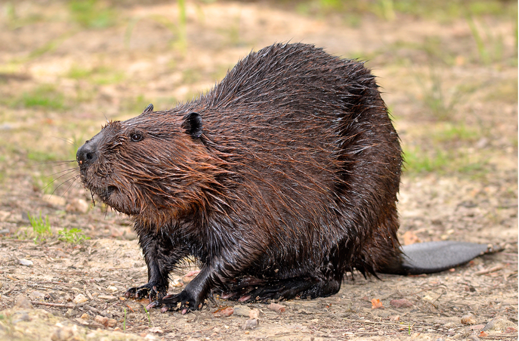 North American beaver.png