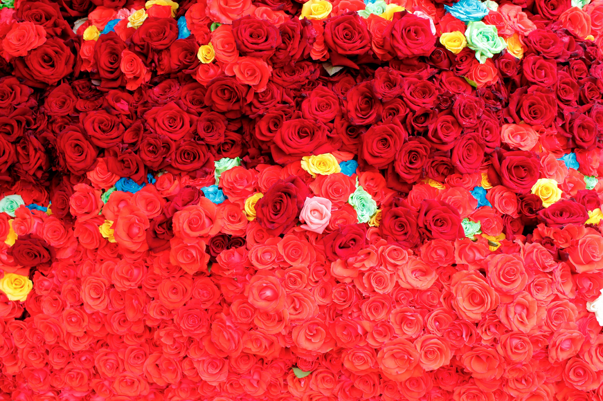Red roses.png